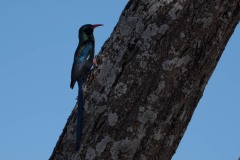 Purpurskovhærfugl / Green Wood Hoopoe