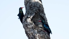 Purpurskovhærfugl / Green Wood Hoopoe