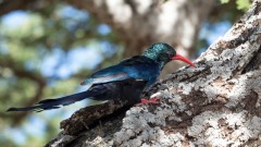 Purpurskovhærfugl / Green Wood Hoopoe