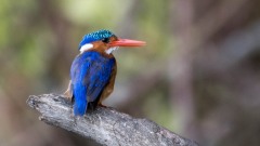 Malakitisfugl / Malachite kingfisher