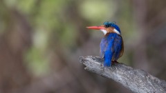 Malakitisfugl / Malachite kingfisher