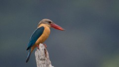 Blåvinget Storkenæbsisfugl / Stork-billed Kingfisher