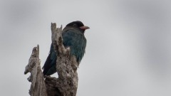 Grøn Ellekrage / Oriental Dollarbird