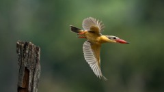 Blåvinget Storkenæbsisfugl / Stork-billed Kingfisher
