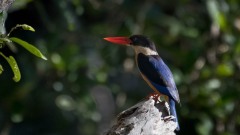 Hvidhalset Smyrnaisfugl / Black-capped Kingfisher