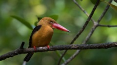 Brunvinget Storkenæbsisfugl / Brown-Winged Kingfisher
