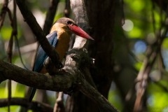 Blåvinget Storkenæbsisfugl / Stork-billed Kingfisher