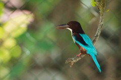 Smyrnaisfugl / White-throated Kingfisher