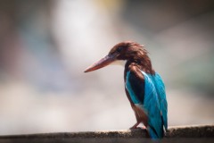 Smyrnaisfugl / Pygmy Cormorant