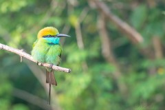 Lille Grøn Biæder / Green Bee-eater