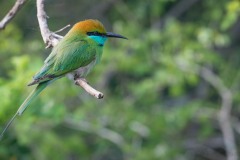 Lille grøn Biæder / Green Bee-eater