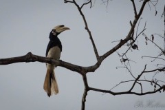 Broget Næsehornsfugl /  Oriental Pied Hornbill