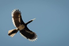 Broget Næsehornsfugl /  Oriental Pied Hornbill