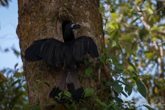 Bronzehornnæb /  Bushy-crested Hornbill