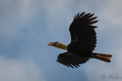 Rynkenæb / Wrinkled hornbill