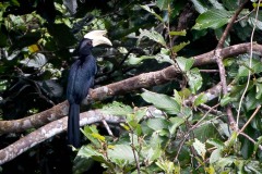 Sort Næsehornsfugl / Black Hornbill