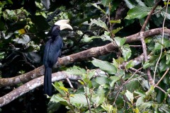 Sort Næsehornsfugl / Black Hornbill