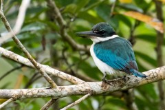 Grøn Isfugl / Collared Kingfisher