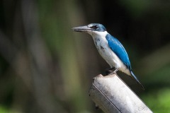 Grøn isfugl / Collared kingfisher