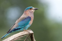 Blåkronet Ellekrage / Indian Roller