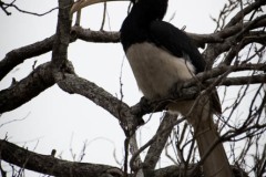 Rajahnæsehornsfugl /  Malabar pied hornbill