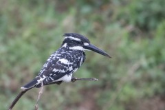 Gråfisker / Pied Kingfisher