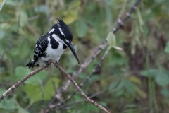 Gråfisker / Pied Kingfisher