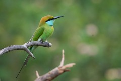 Lille grøn Biæder / Green Bee-eater