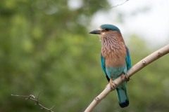 Blåkronet Ellekrage / Indian Roller