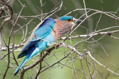 Blåkronet Ellekrage / Indian Roller