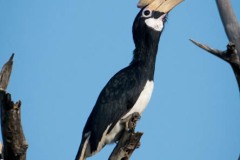 Rajahnæsehornsfugl / Malabar Pied Hornbill