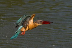 Blåvinget Storkenæbsisfugl /  Stork-billed Kingfisher