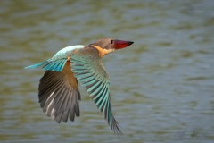 Blåvinget Storkenæbsisfugl /  Stork-billed Kingfisher