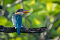 Blåvinget Storkenæbsisfugl /  Stork-billed Kingfisher