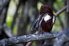 Smyrnaisfugl / White-throated Kingfisher