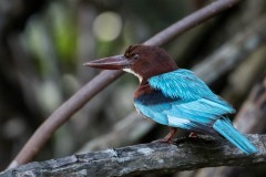 Smyrnaisfugl / White-throated Kingfisher