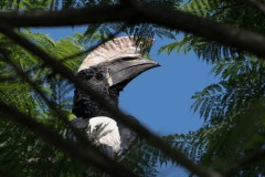 Gråkindet Hornfugl /   Black and white Casqued Hornbill