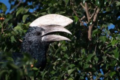 Gråkindet Hornfugl /   Black and white Casqued Hornbill
