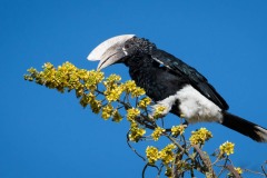 Gråkindet Hornfugl /   Black and white Casqued Hornbill