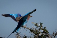 Lillabrystet Ellekrage / Lilac-breasted roller