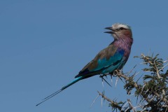 Lillabrystet Ellekrage / Lilac-breasted roller