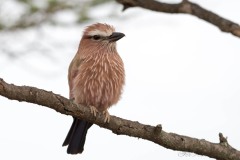 Blåvinget Ellekrage / Purple Roller