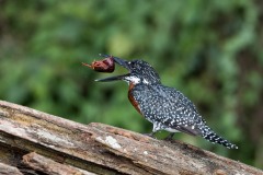 Kæmpestødfisker / Giant Kingfisher