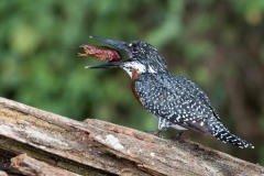 Kæmpestødfisker / Giant Kingfisher