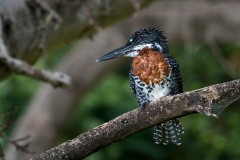 Kæmpestødfisker / Giant Kingfisher