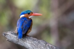 Malakitisfugl / Malachite kingfisher