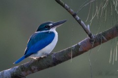 Grøn Isfugle / Collered Kingfisher