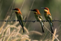 Rustbiæder / Chestnut-headed Bee-eater