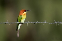 Rustbiæder / Chestnut-headed Bee-eater