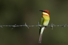 Rustbiæder / Chestnut-headed Bee-eater